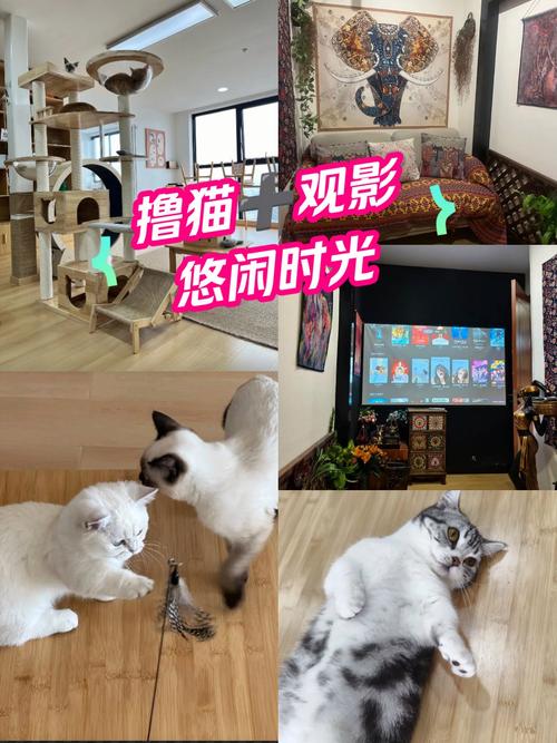 va在线观看的相关介绍